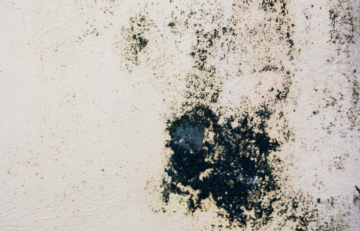 Mold and Mildew Awareness